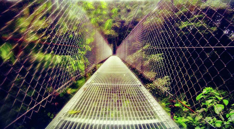 Suspension Bridge 2 Photograph by Cindy Robinson