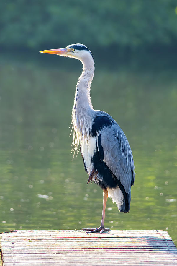 Suspicious heron Photograph by Steev Stamford