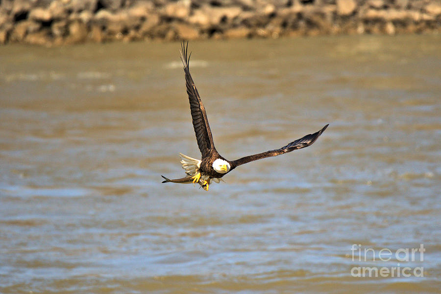 Susquahanna River Bald Eagle Photograph by Adam Jewell