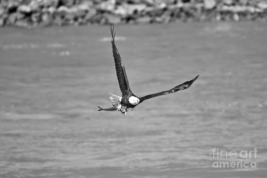 Susquehana River Bald Eagle Black And White Photograph by Adam Jewell