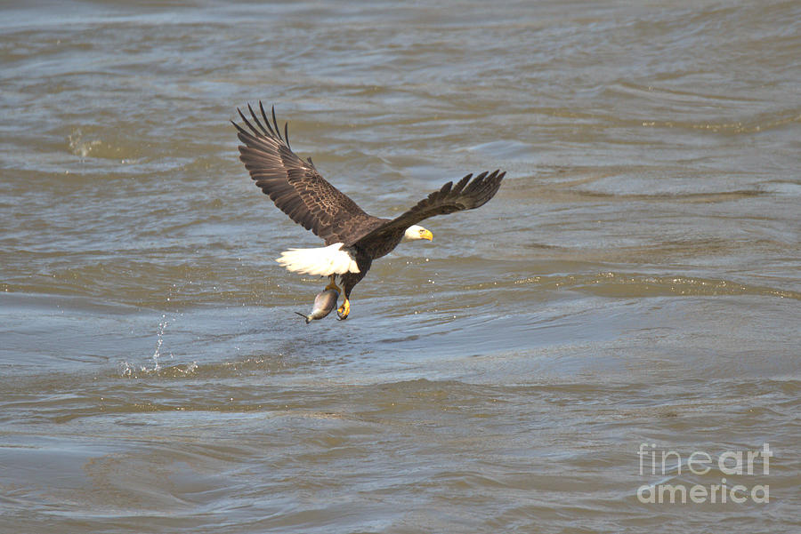 Susquehana River Fishing Bald Eagle Photograph by Adam Jewell