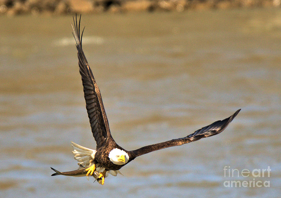 Susquehanna River Bald Eagle Crop Photograph by Adam Jewell