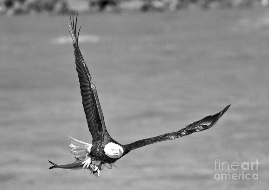 Susquehanna River Bald Eagle Crop Black And White Photograph by Adam Jewell