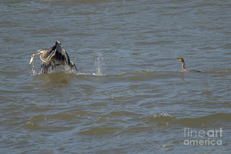 Susquehanna River Birds Fighting Over A Fish Photograph by Adam Jewell