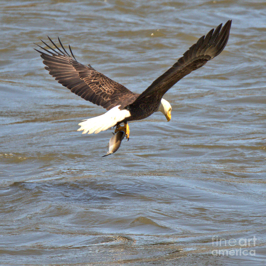 Susquehanna River Eagle Fishing Photograph by Adam Jewell