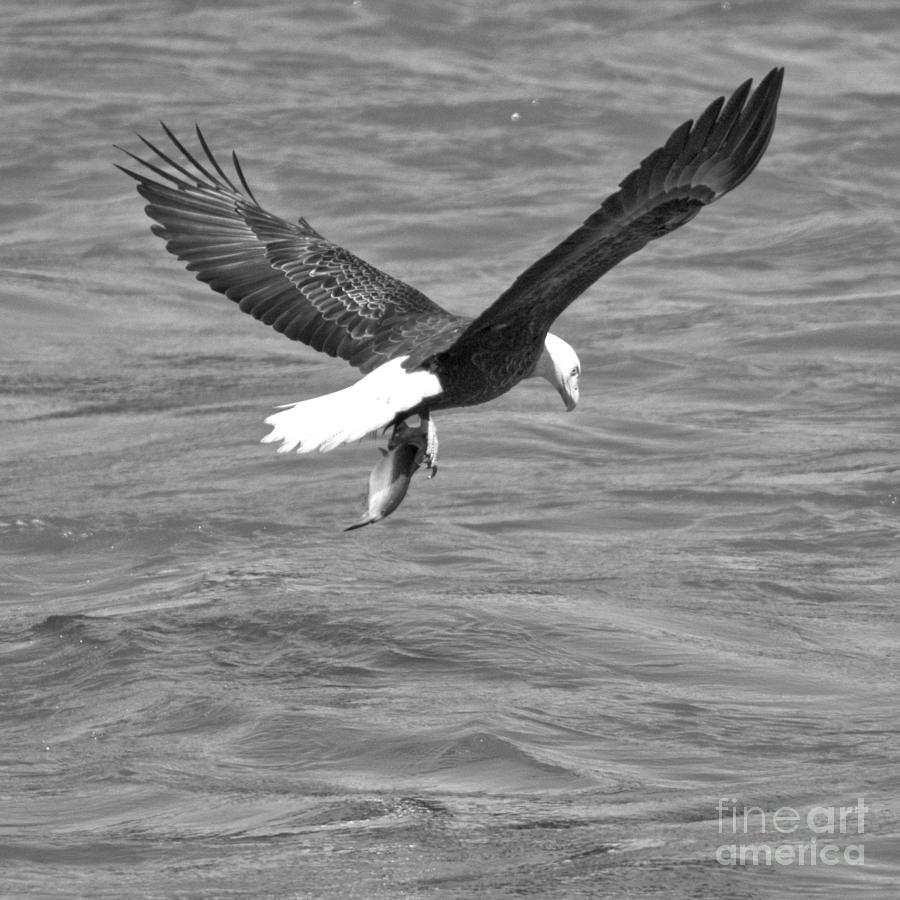 Susquehanna River Eagle Fishing Black And White Photograph by Adam Jewell