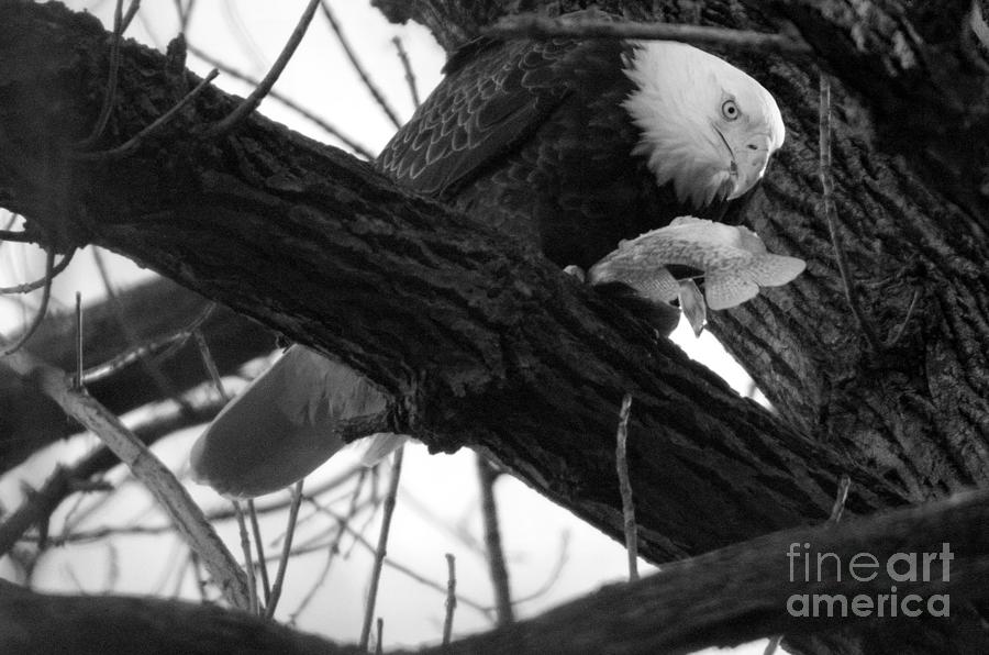 Susquehanna River Eagle Lunch Black And White Photograph by Adam Jewell