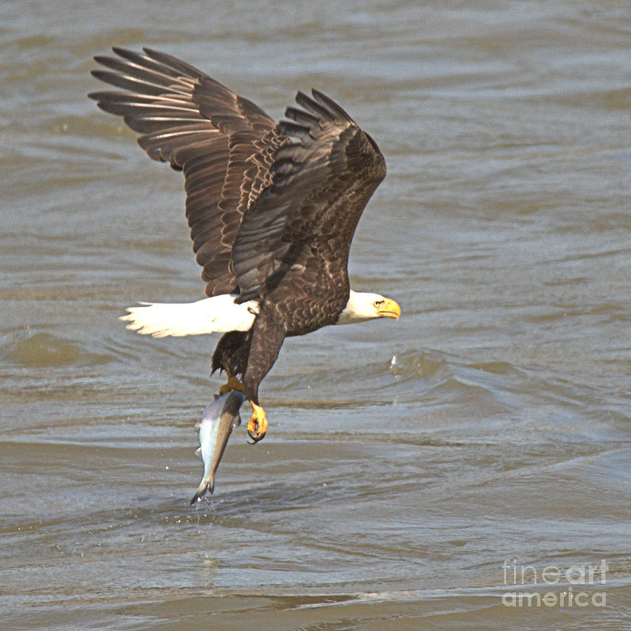 Susquehanna River Eagle With A Fish Photograph by Adam Jewell