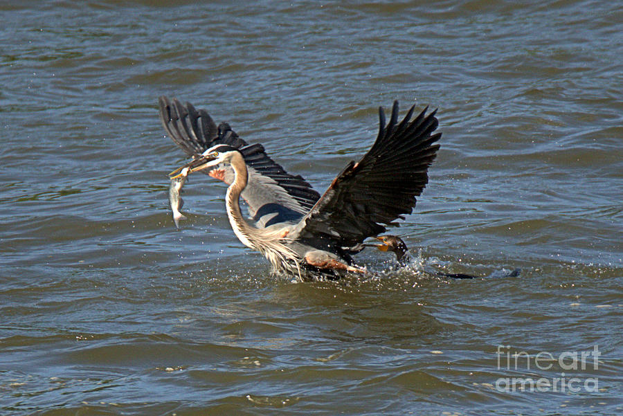 Susquehanna River Fight Over A Fish Photograph by Adam Jewell