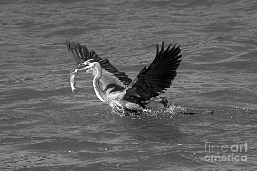 Susquehanna River Fight Over A Fish Black And White Photograph by Adam Jewell