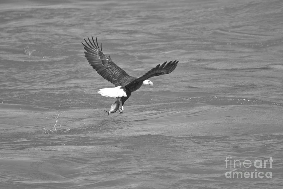 Susquehanna River Fishing Bald Eagle Black And White Photograph by Adam Jewell