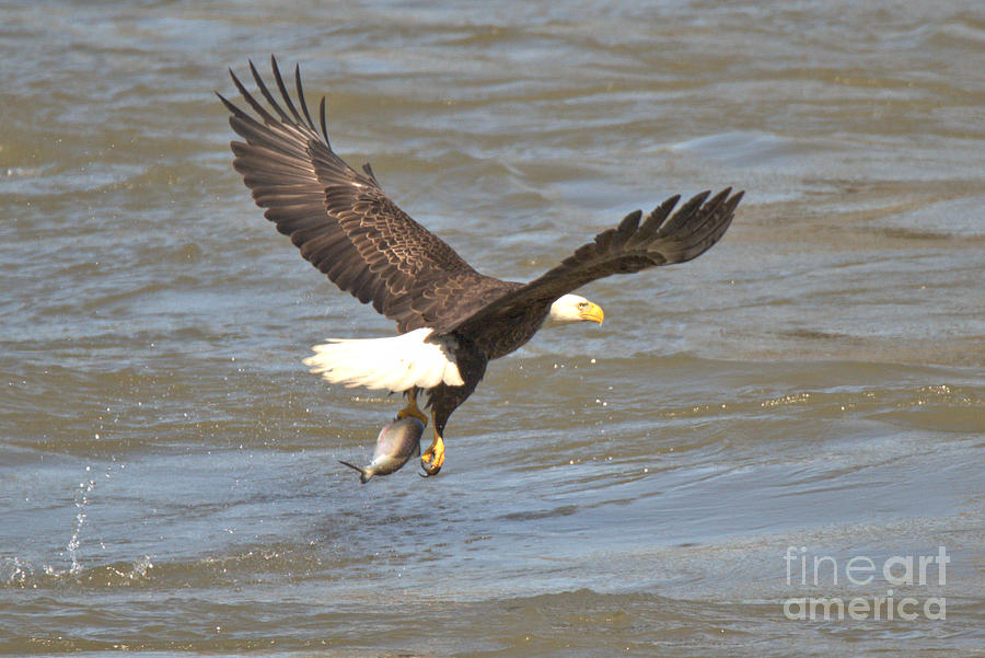 Susquehanna River Fishing Bald Eagle Crop Photograph by Adam Jewell