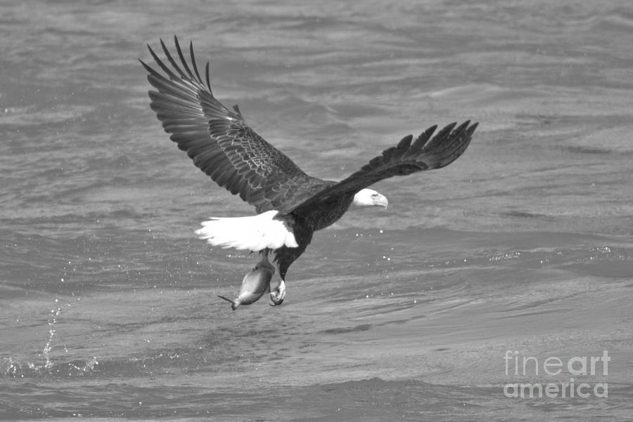Susquehanna River FIshing Bald Eagle Crop Black And White Photograph by Adam Jewell