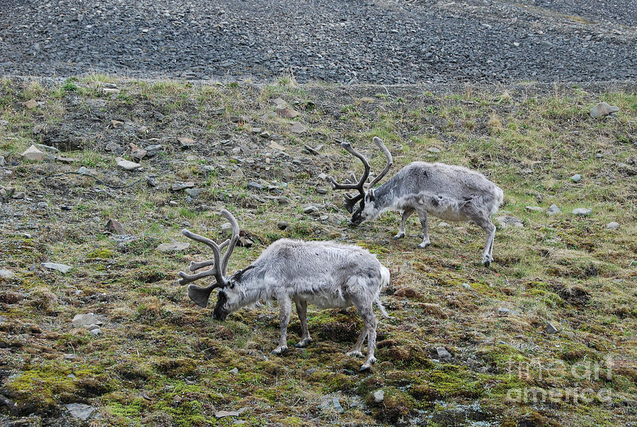 Summer Photograph - Svalbard Reindeer pair Grazing by Nancy Gleason