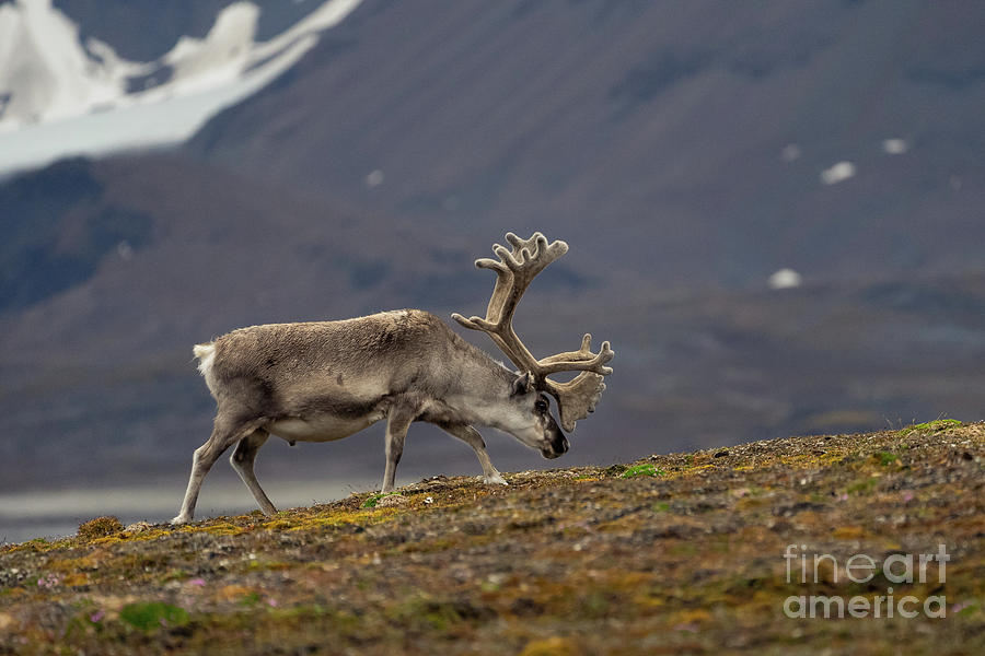 Svalbard Reindeer Rangifer tarandus k1 Photograph by Eyal Bartov