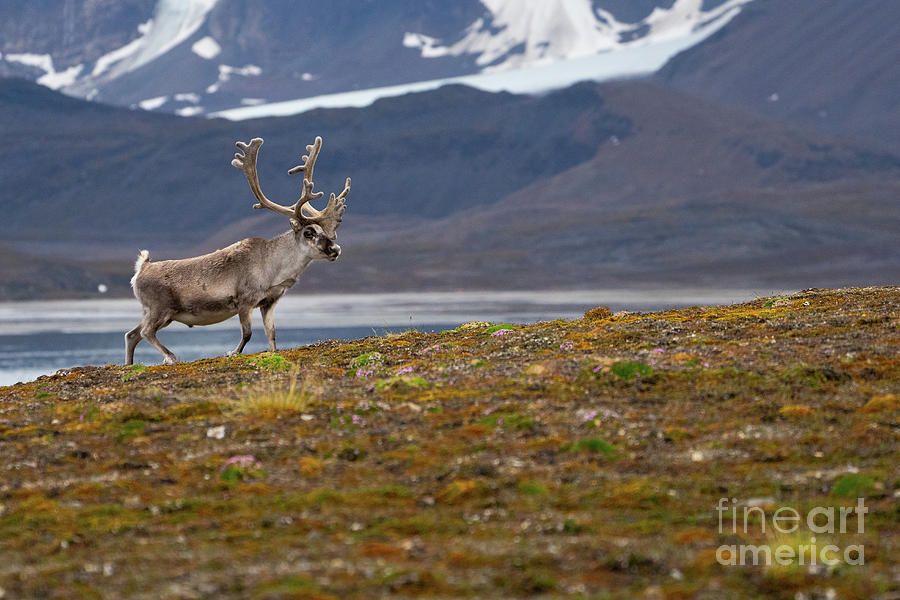 Rangifer Tarandus Photograph - Svalbard Reindeer Rangifer Tarandus K4 by Eyal Bartov Rangifer Tarandus Photograph - Svalbard Reindeer Rangifer Tarandus K4 by Eyal Bartov