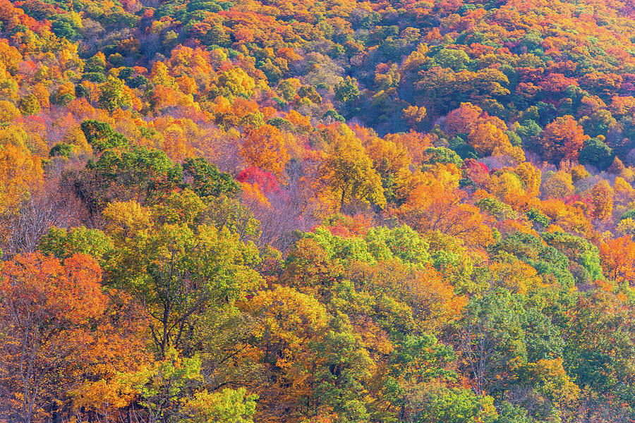 SW Virginia Fall Colors Photograph by Marc Crumpler