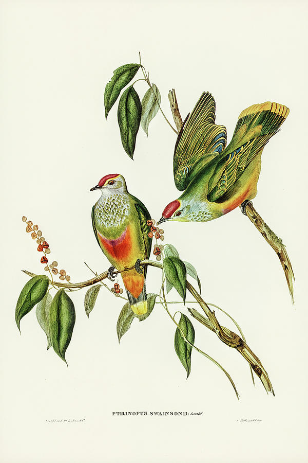 John Gould Drawing - Swainsons Fruit Pigeon, Ptilinopus Swainsonii by John Gould