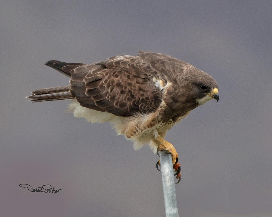 Swainsons Hawk Photograph by David Salter