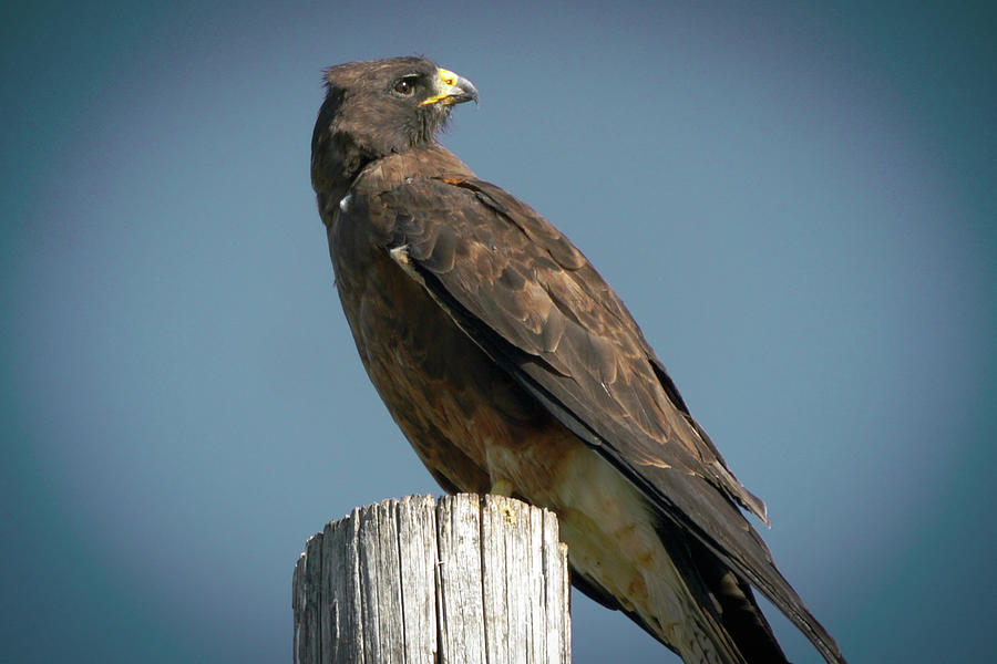 Swainson's Hawk Photograph by Lisa Haney - Pixels