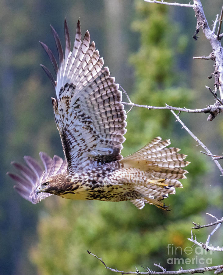 Swainsons Hawk over Jefferson Lake Photograph by Steven Krull