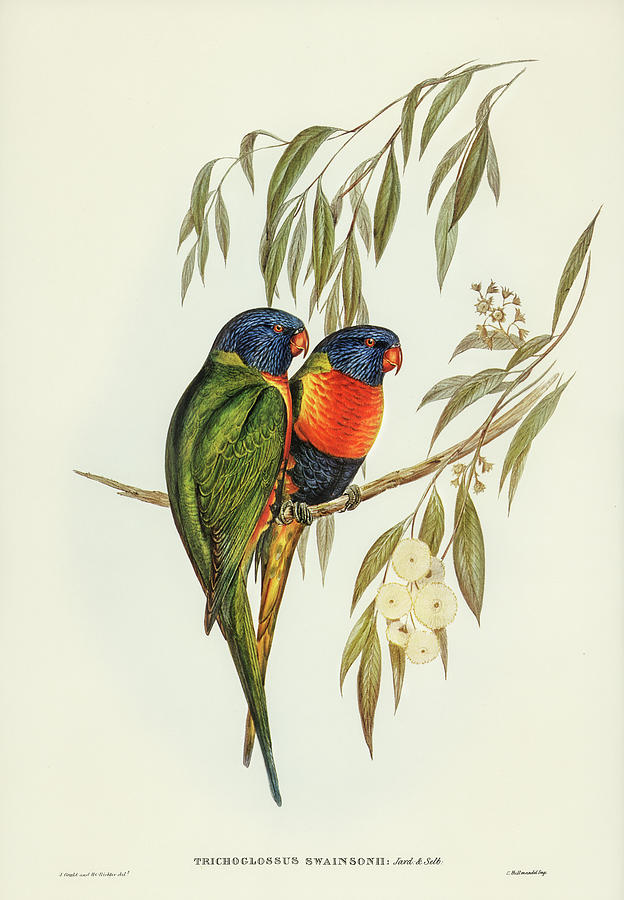 Swainsons Lorikeet Mixed Media by World Art Collective