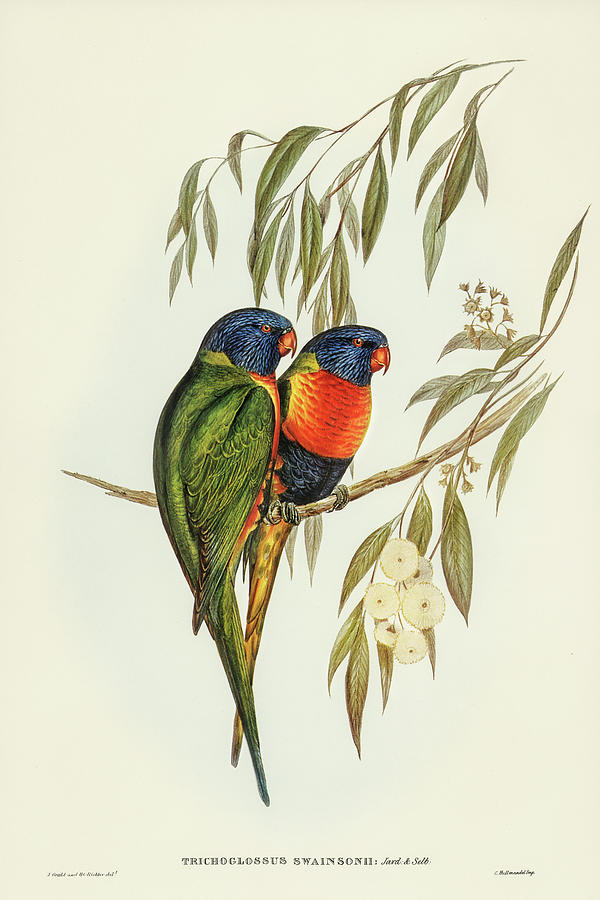 Swainsons Lorikeet, Trichoglossus Swainsonii Drawing by John Gould