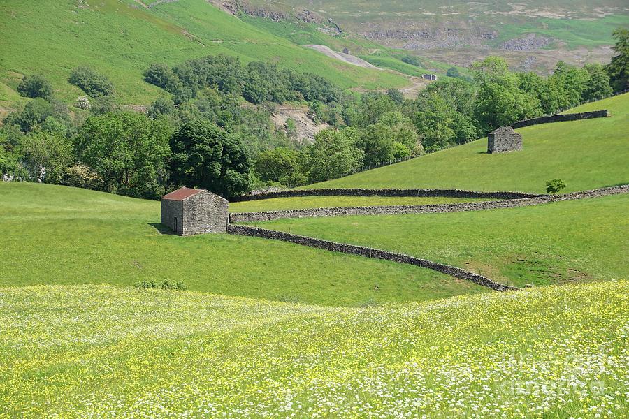 Swaledale barns and wildflower meadow. Photograph by David Birchall