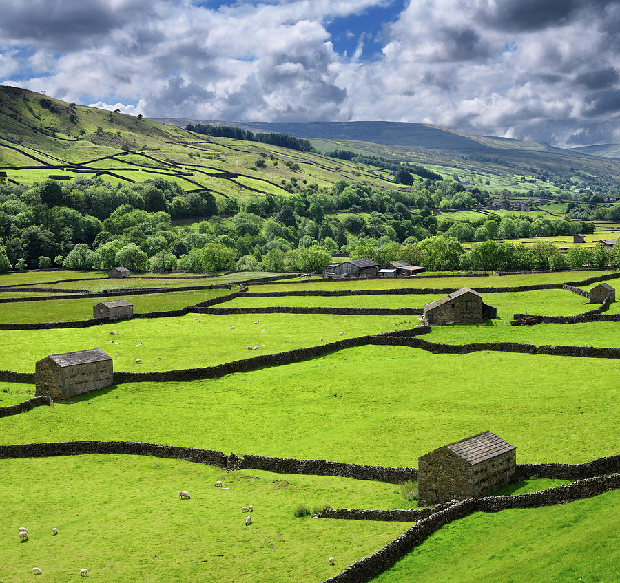 Swaledale sheep barns and drystone wall grid on green pasture la Photograph by Reimar Gaertner