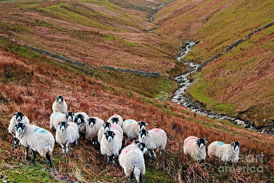 Swaledale Sheep in Weardale Photograph by Martyn Arnold