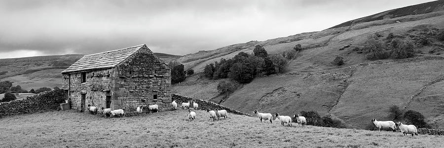 Swaledale Yorkshire dales farm, barn and sheep black and white Photograph by Sonny Ryse