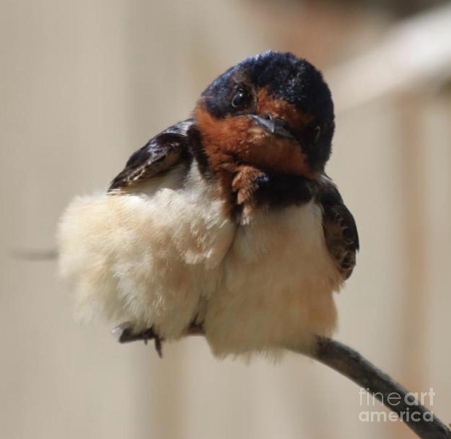 Swallow babe Photograph by Nicola Finch