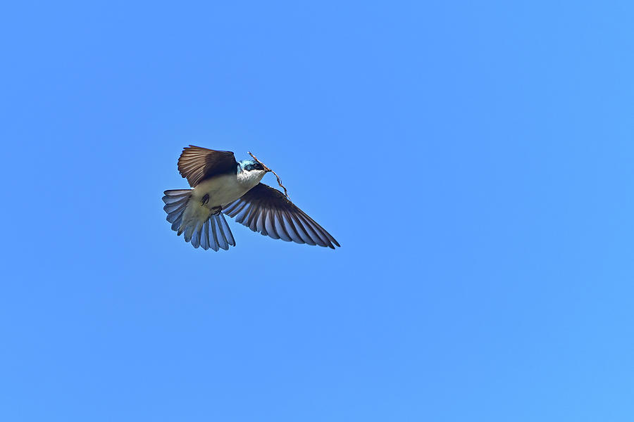 Swallow carrying nest material Photograph by Asbed Iskedjian - Fine Art ...