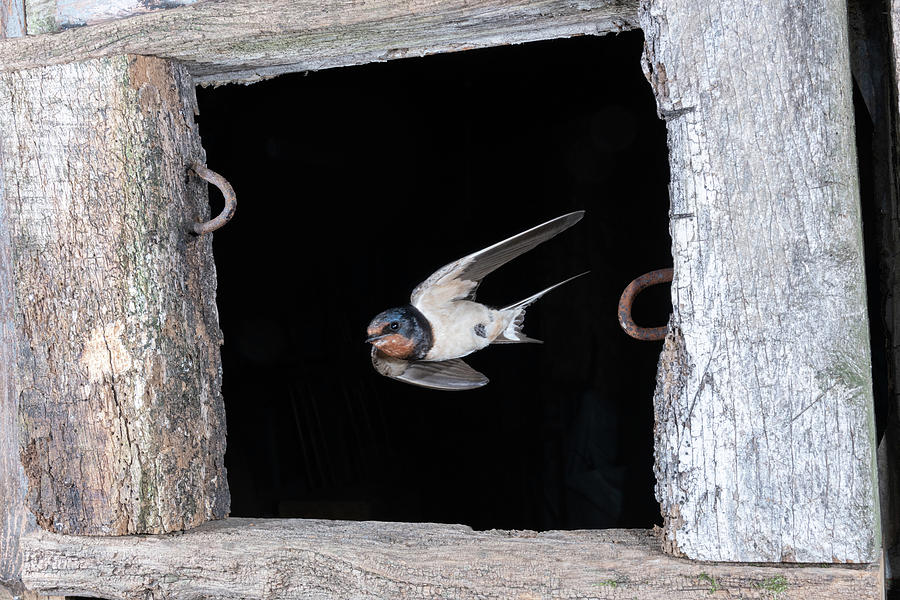 Swallow Exiting Photograph by Mark Hunter