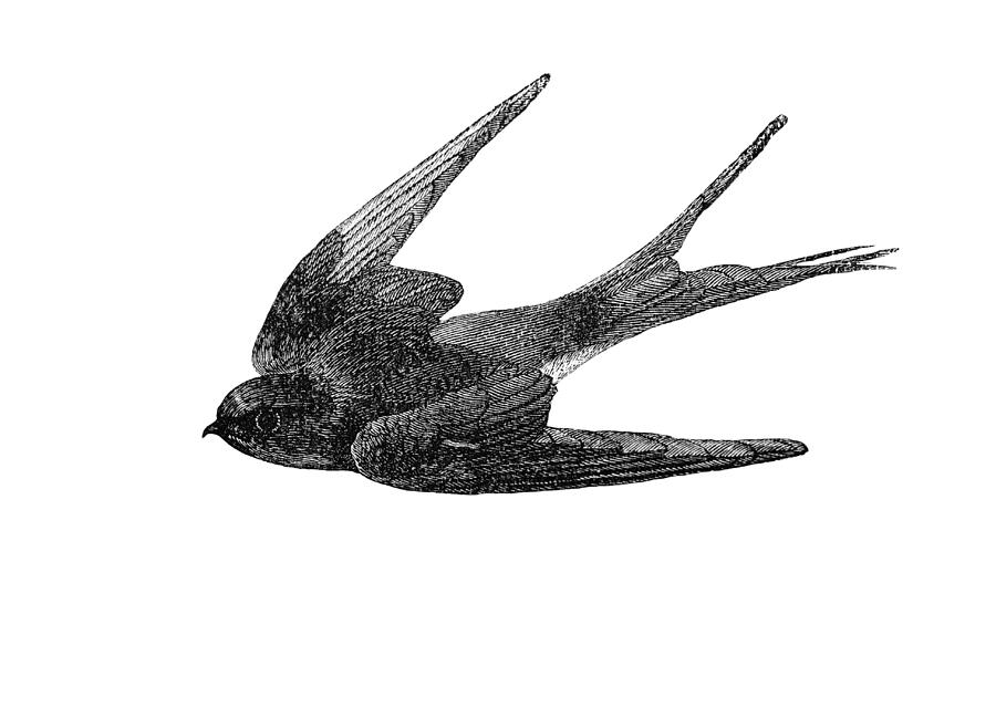 Swallow Illustration Drawing by Andrew_Howe