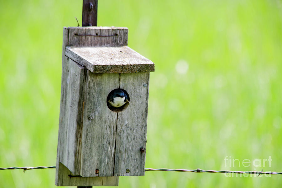 Swallow In A Bird Box Photograph