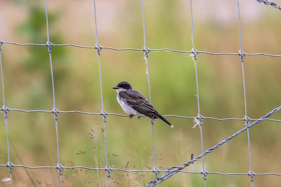 Swallow In A Wire Fence Photograph
