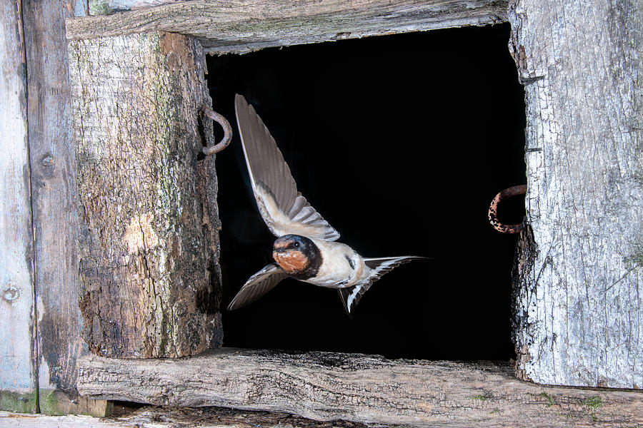 Swallow Leaving 2 Photograph by Mark Hunter