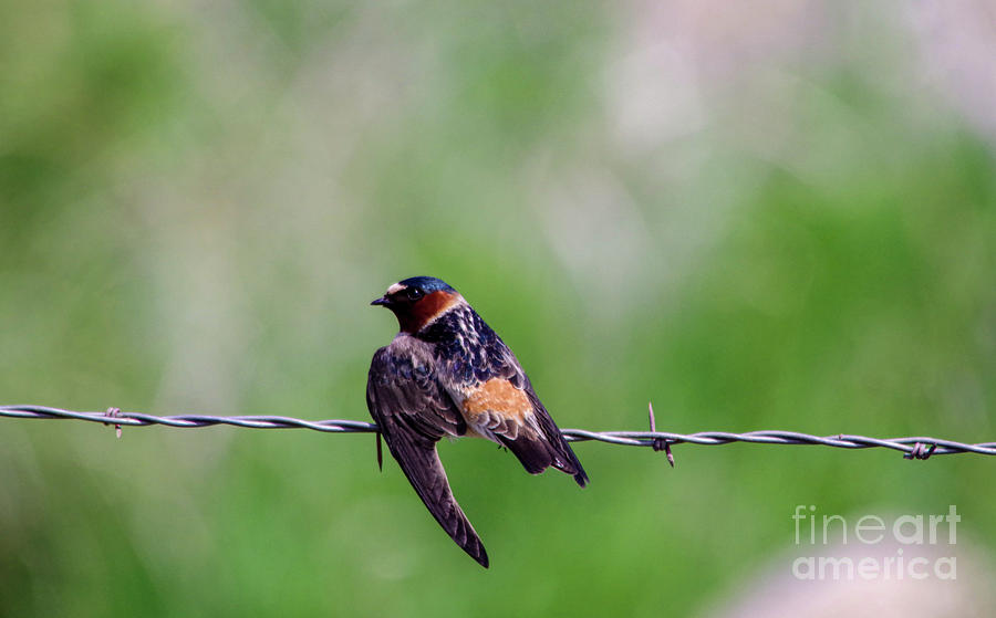 Swallow On A Fence Photograph