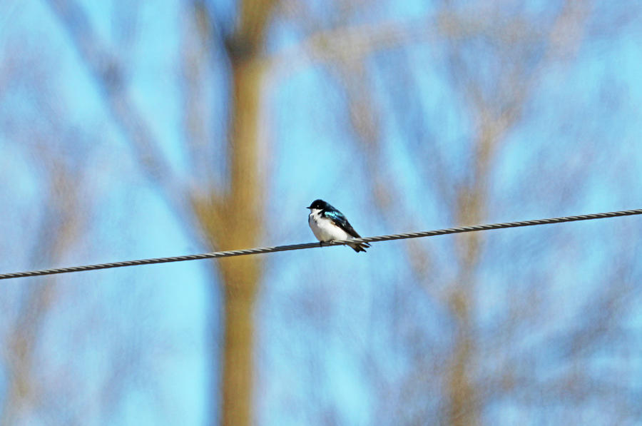 Swallow On The Wire Photograph by Debbie Oppermann