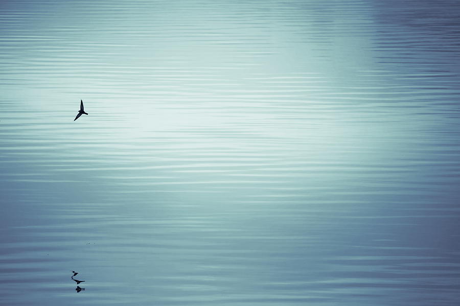 Swallow reflected in rippled water of a smooth lake -duotone Photograph by Ulrich Kunst And Bettina Scheidulin