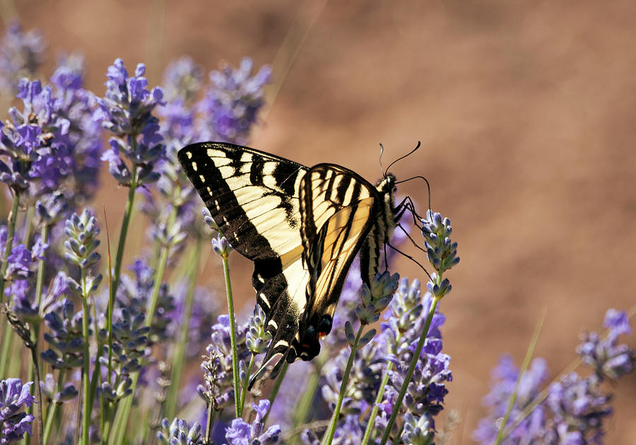 Swallow Tail and Lavender Photograph by Betty Depee