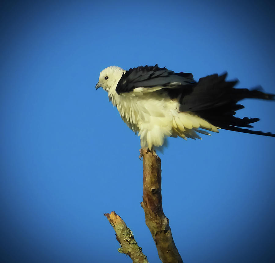 Swallow Tail Kite Photograph by William Dickgraber