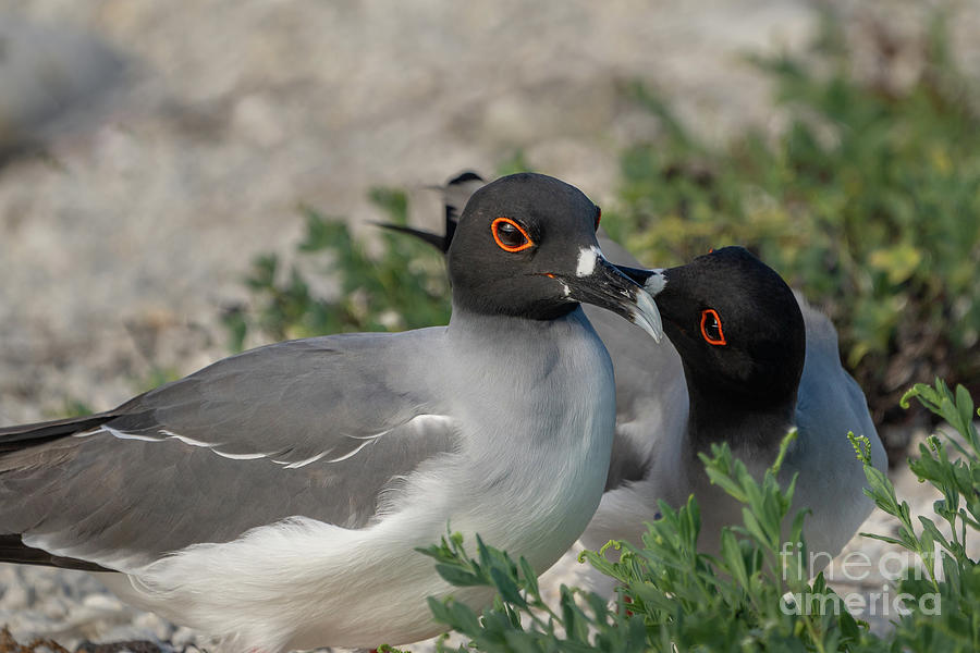 Swallow-tailed Gull Courting on Genovesa Shore Photograph by Nancy Gleason