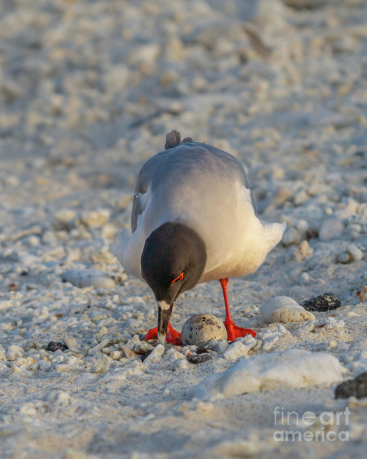 Swallow-tailed Gull Parent Checks Egg in Ground Nest Photograph by Nancy Gleason