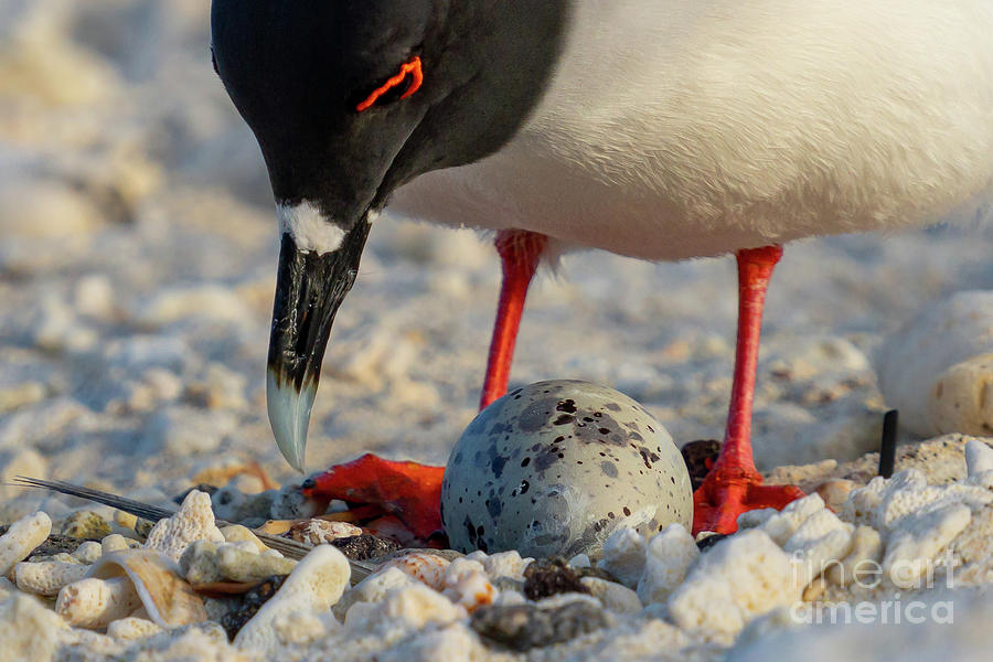 Swallow-tailed Gull Parent Close-up with Egg in Nest Photograph by Nancy Gleason