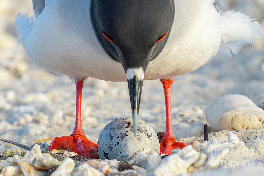 Swallow-tailed Gull Parent over Egg Close-up Photograph by Nancy Gleason