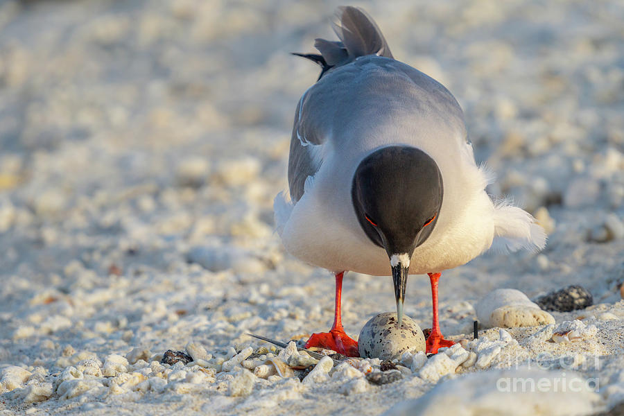 Swallow-tailed Gull Parent over Egg on Genovesa Shore Photograph by Nancy Gleason