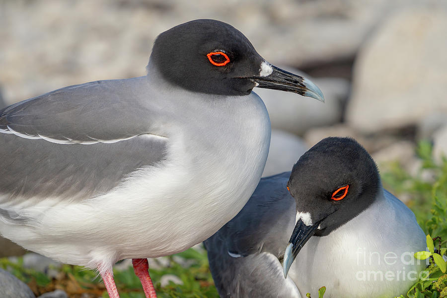 Swallow-tailed Gull Parents at Great Darwin Bay Photograph by Nancy Gleason