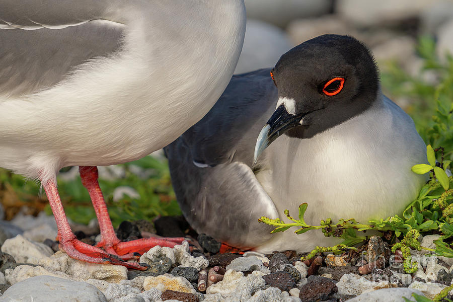 Swallow-tailed Gull Parents Protecting Nest Photograph by Nancy Gleason